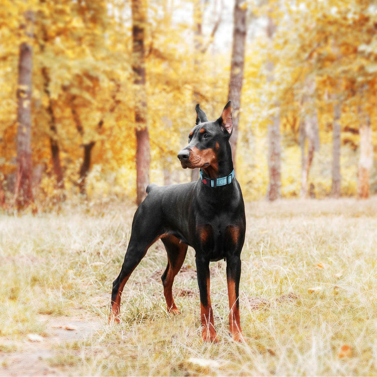 Turquoise escape-proof martingale dog collar, view 5 of 6
