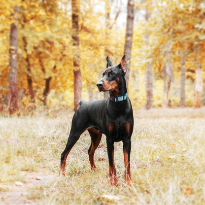 Turquoise escape-proof martingale dog collar, view 5 of 6