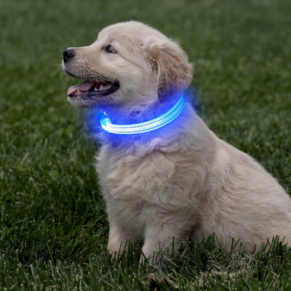 Royal blue rechargeable LED light-up dog collar - on a puppy outdoors