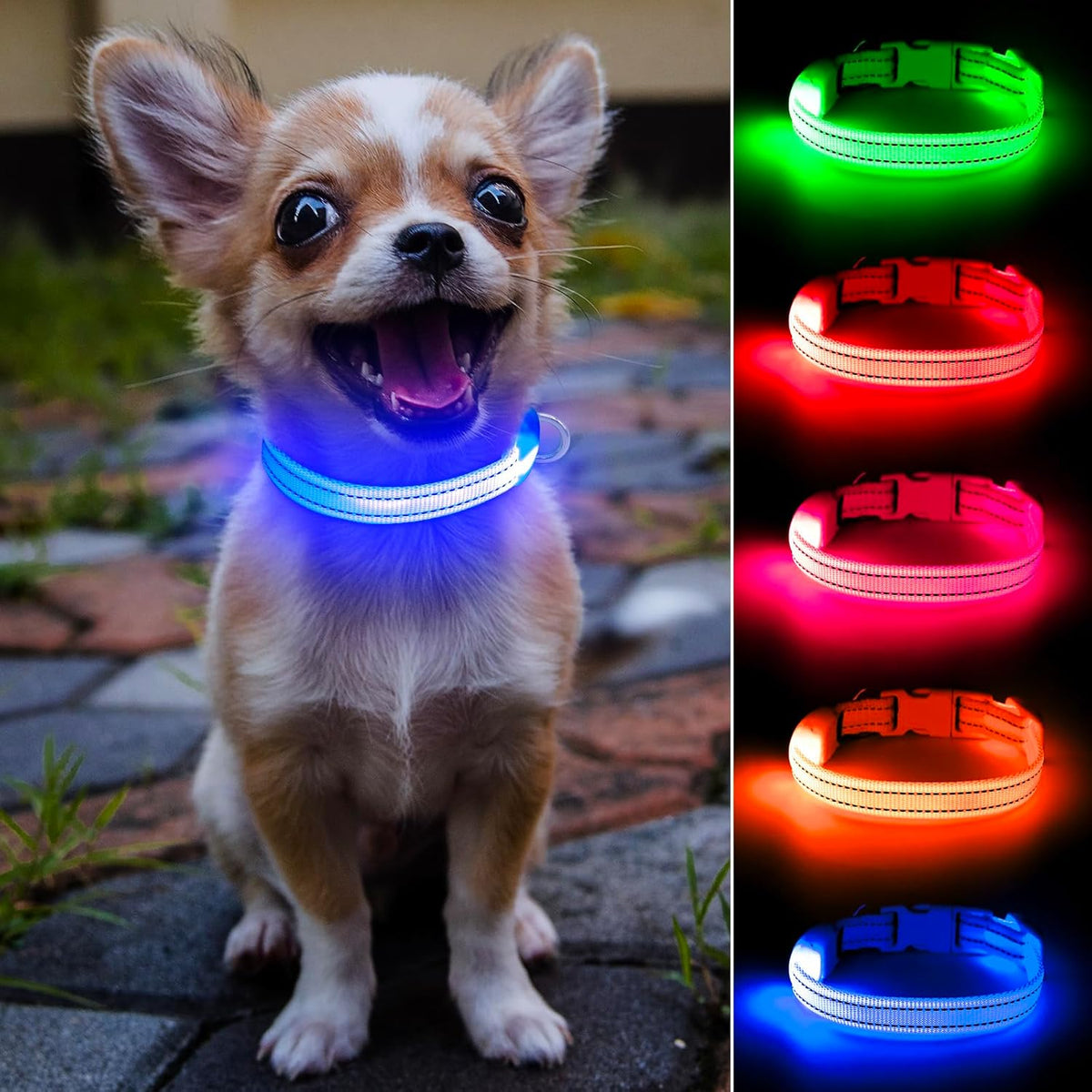 Royal blue rechargeable LED light-up dog collar glowing on a small dog in multiple colors
