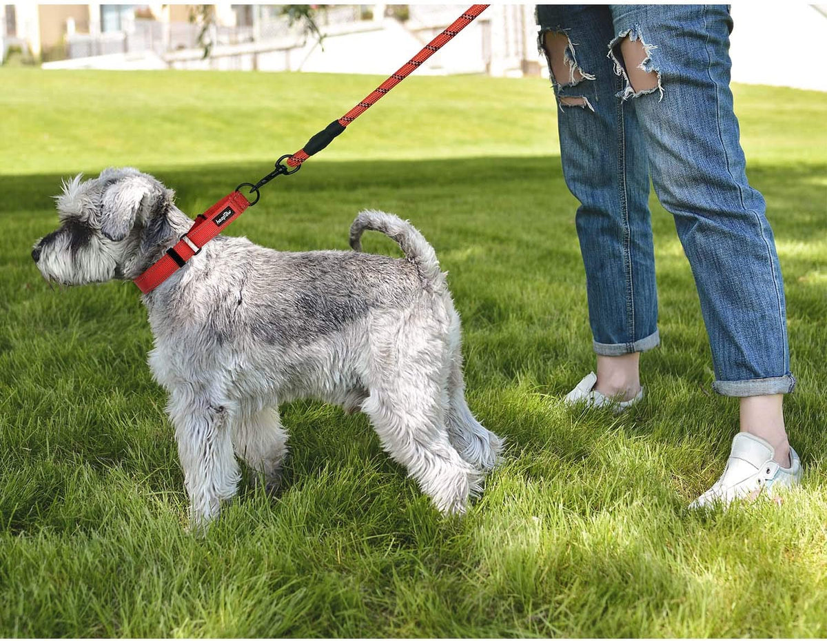 Turquoise escape-proof martingale dog collar, view 6 of 6