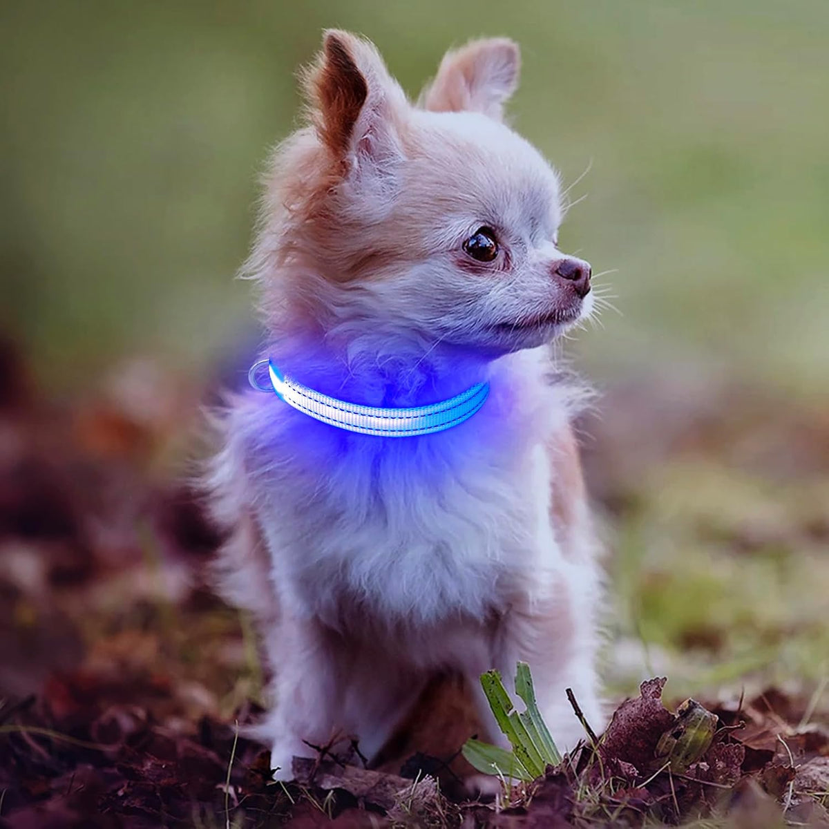 Royal blue rechargeable LED light-up dog collar - on a puppy at night