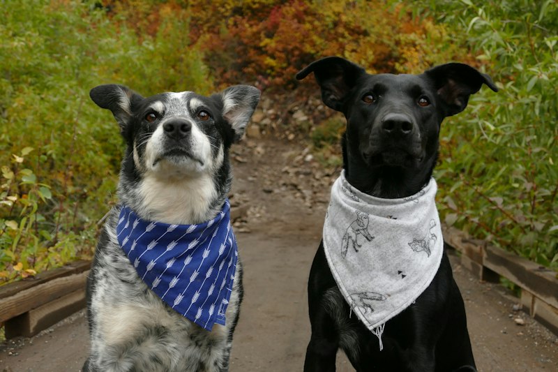 Two dogs in neck scarves