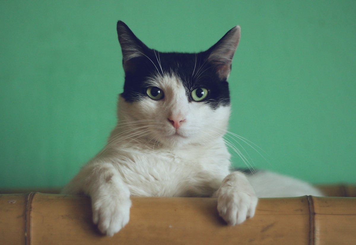 Black and white cat relaxing on a chair