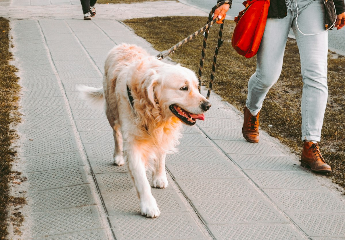 Owner walking a golden retriever on a leash