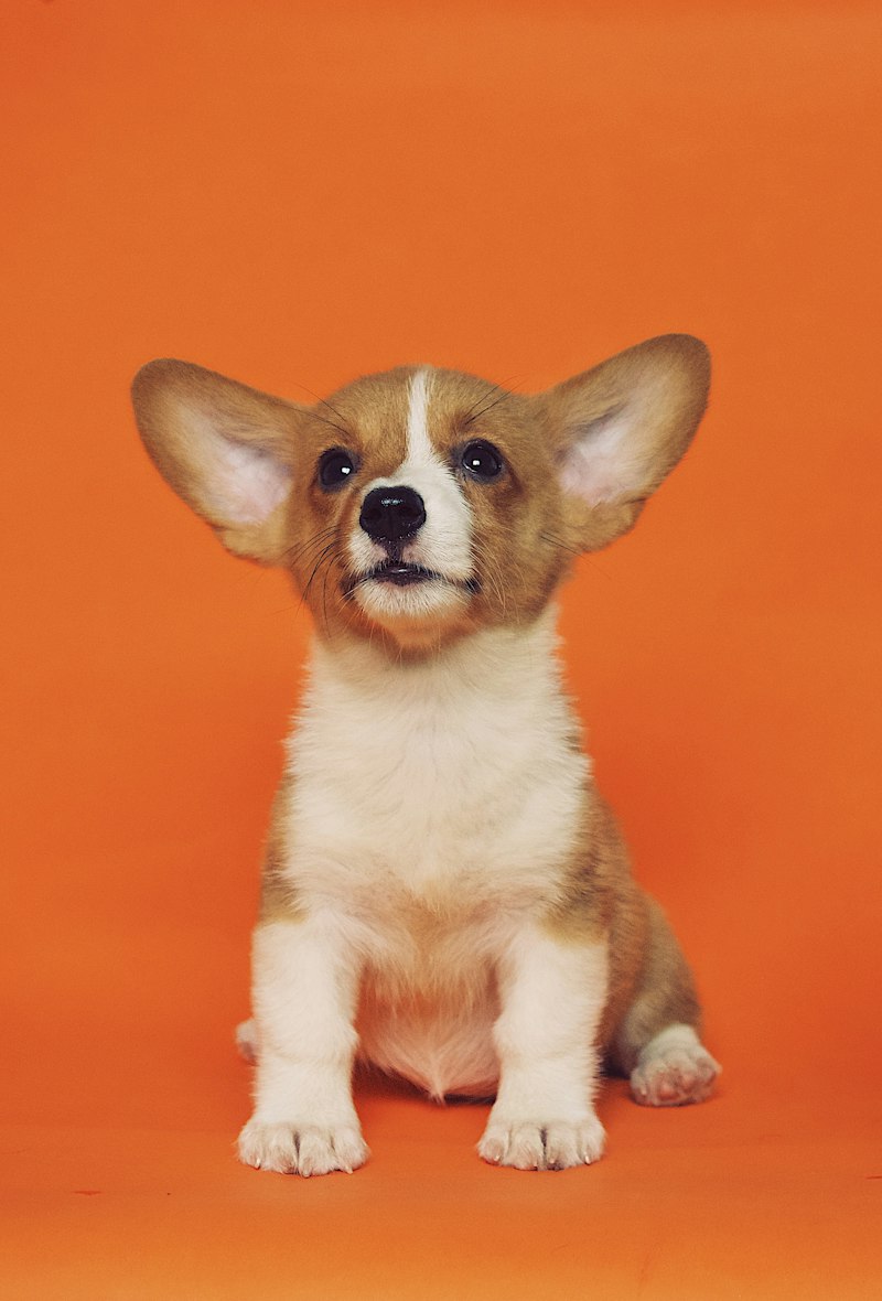 Brown and white puppy