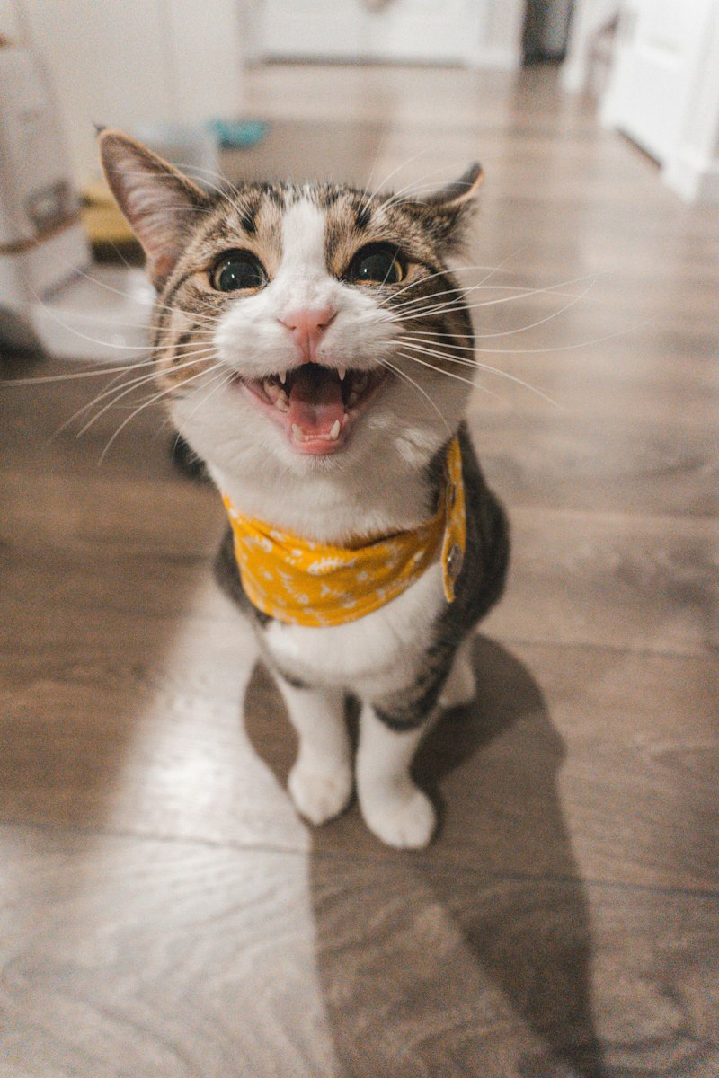 Brown tabby cat