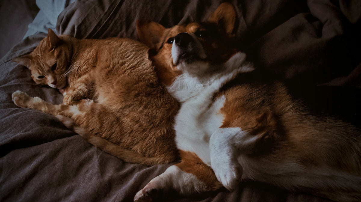 Corgi and tabby cat relaxing together on a blanket