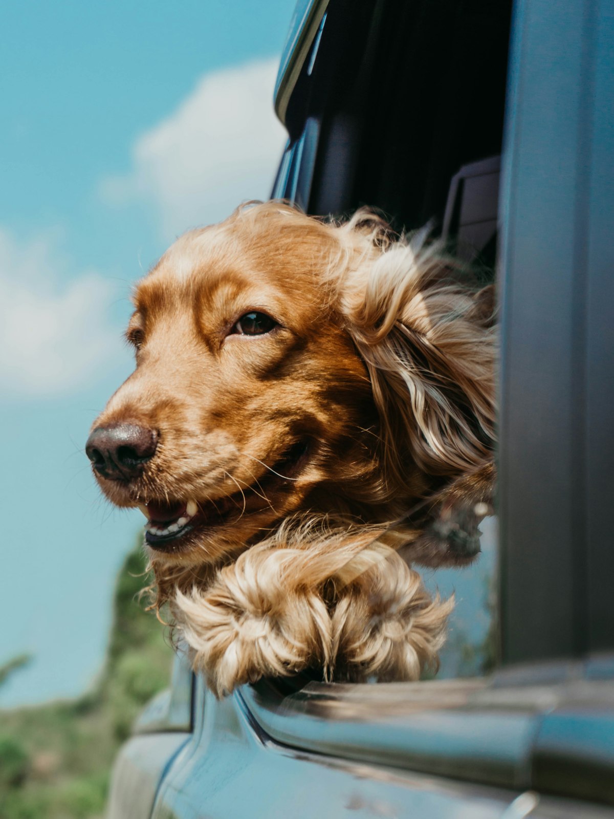Cocker spaniel looking out of a car window