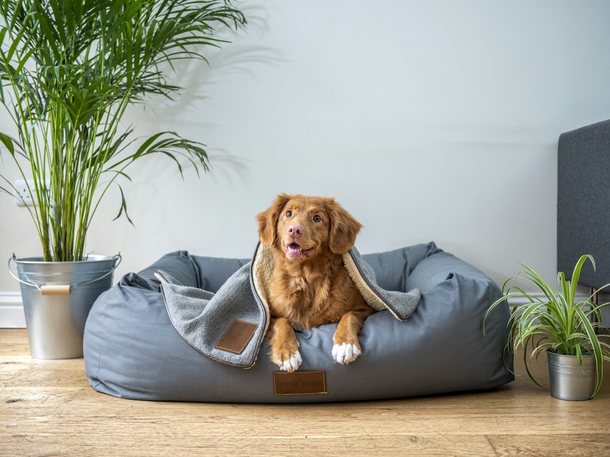 Golden retriever mix resting in a grey dog bed