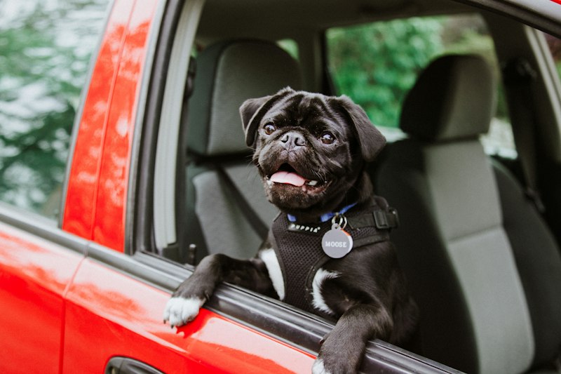 Pug puppy on a car seat