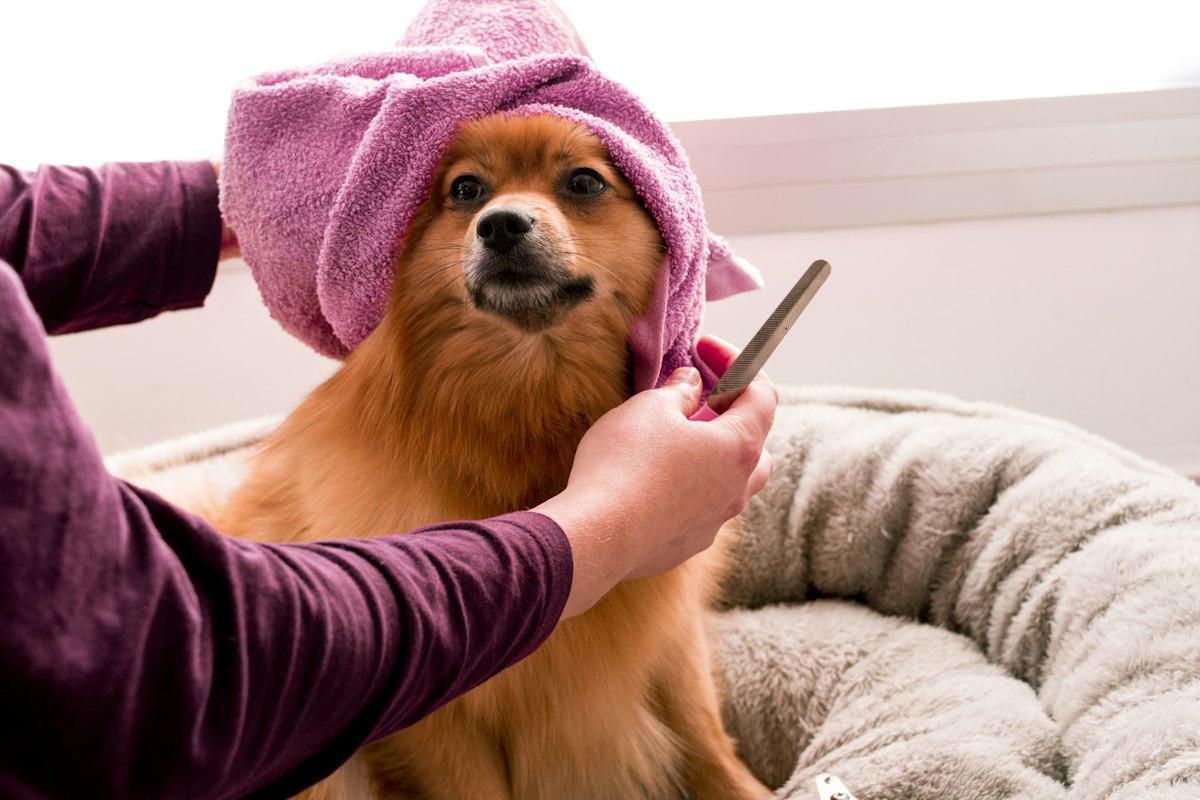 Pomeranian wrapped in a towel after grooming