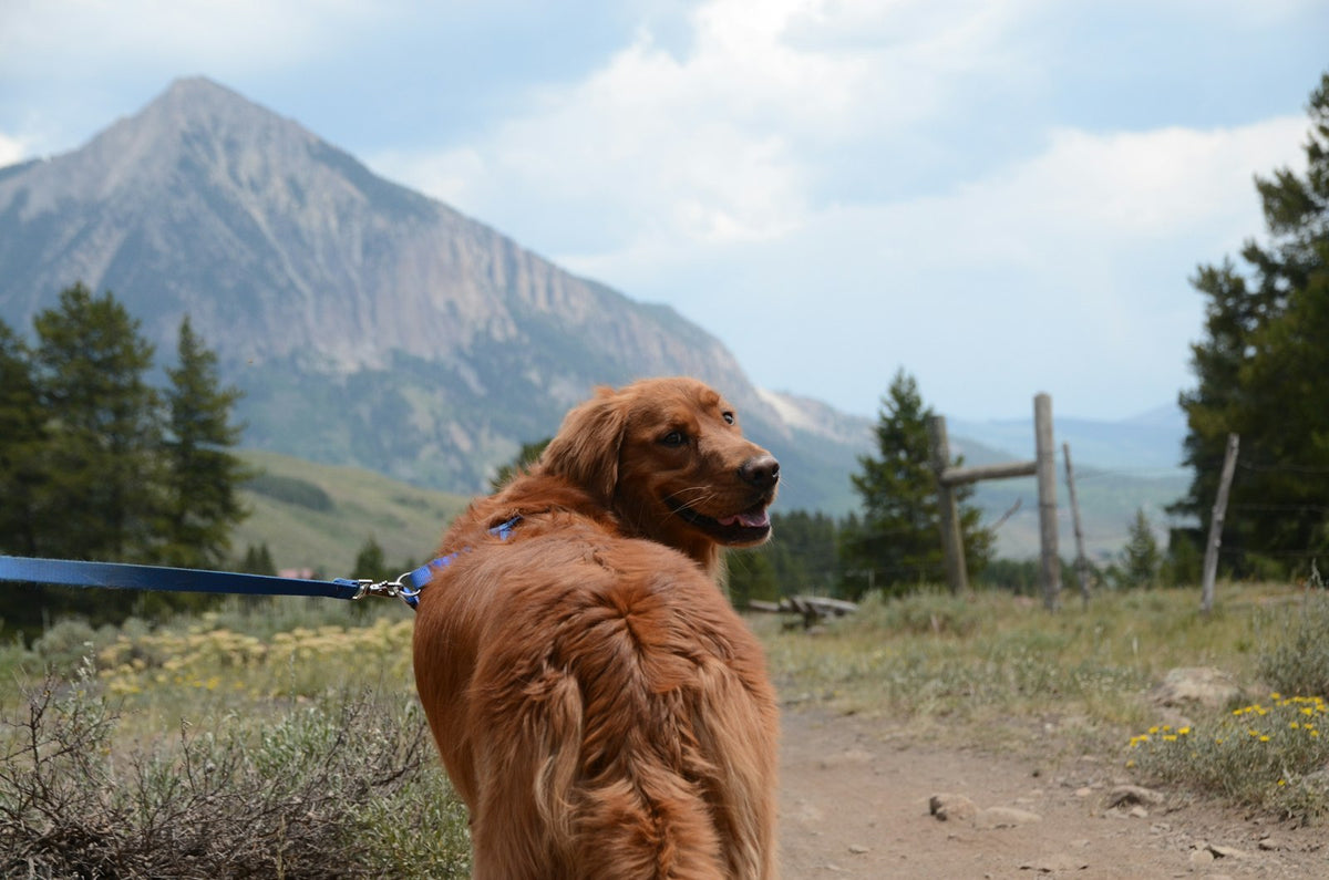 Golden retriever on a green field