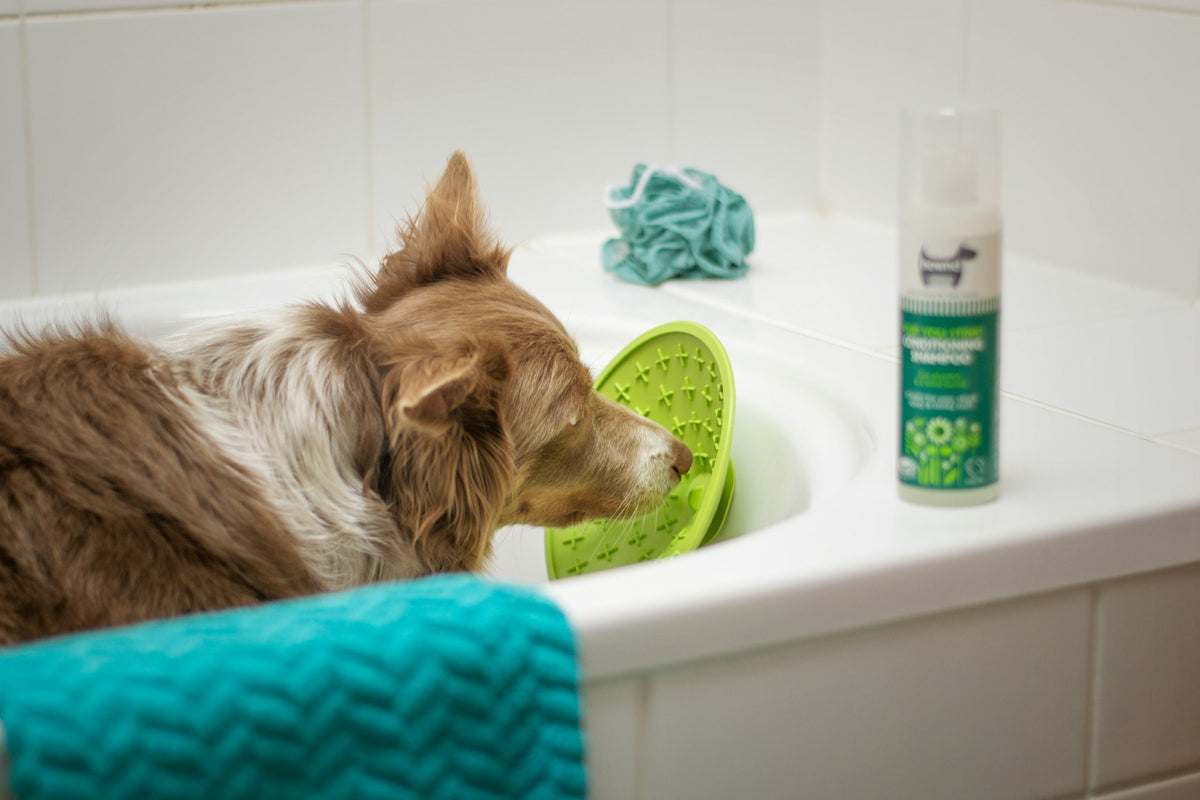 Brown and white dog sitting in a bathtub at grooming time